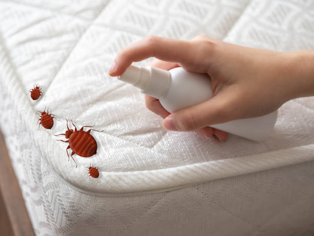 Best Termite Control Services  in Edgewater, NJ